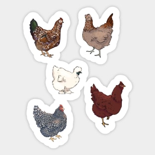 Flock of Chickens Sticker